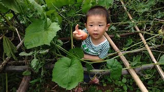 2 years old Mengwa vegetable garden picked a bunch of melons and fruits