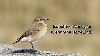 Isabelline Wheatear Characteristic (Oenanthe isabellina)