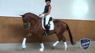 2014 gelding