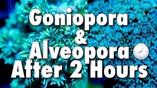 Goniopora \u0026 Alveopora After Just 2 Hours