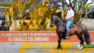 El Caballo Lusitano y su Importancia para el Criollo Colombiano -TvAgro por Juan Gonzalo Angel