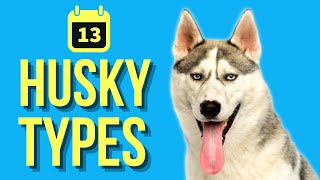 13 Types Of Huskies ( Husky Evolution )