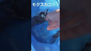 【百均】セリアのお魚キラーを沈めると・・・