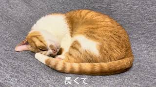 【寝顔特集】天使の寝顔、ブサカワな寝顔をたっぷり見てね！#ねこ動画 #ねこ #ねこ癒し #cat #ぶさかわ