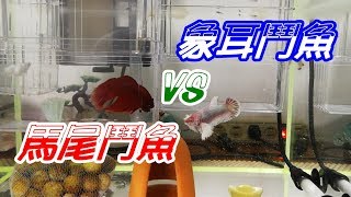 象耳鬥魚 / 馬尾鬥魚 / 水族 / Aquarium