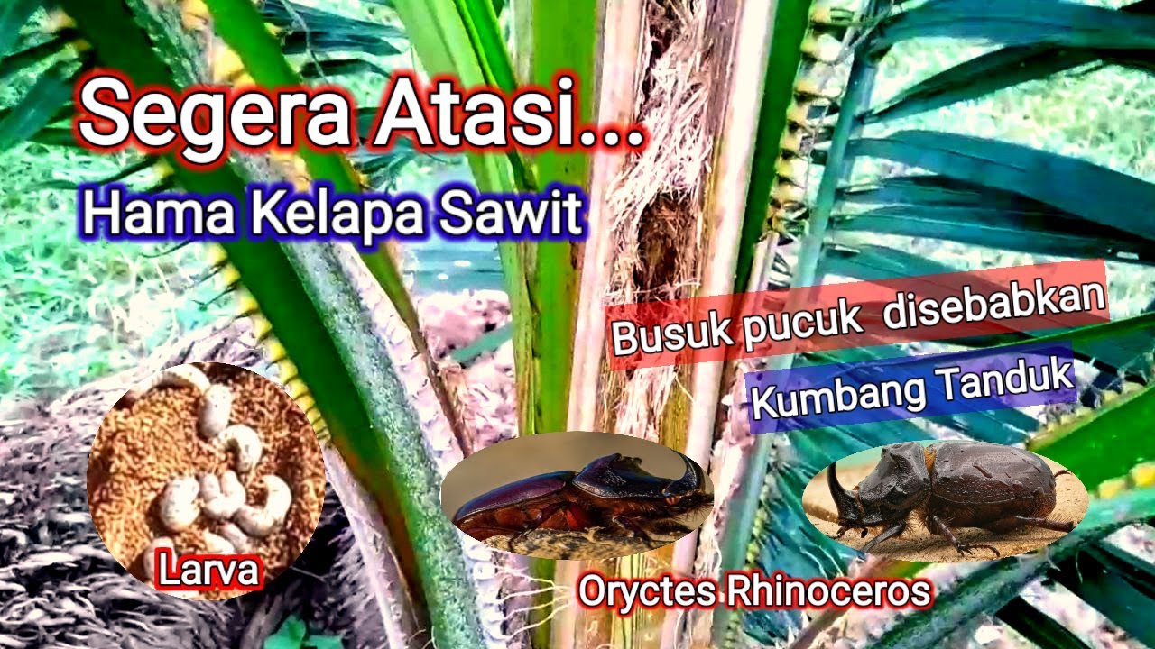 8 CARA PENGENDALIAN HAMA KUMBANG TANDUK (ORYCTES RHINOCEROS) PADA ...