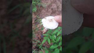 เก็บเห็ดโคน เห็ดปลวก Mashroom #viralvideo #mashroom #เห็ดโคน