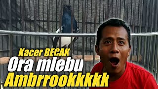 Viral - Aksi KACER BECAK prestasi makin stabil di setiap gelaran event bergensi