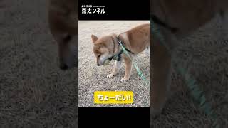 【柴犬・子犬】散歩中にテニスボールを拾ったよ| My puppy picked up a tennis ball while taking a walk.