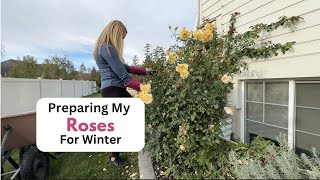 Preparing My Roses For Winter