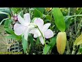 how to grow orchids inside indoor orchid care tips buy online best indoor plants🏜