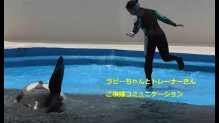 鴨シー　ラビ―ちゃん一回目ショー終了後　トレーナーさんとご機嫌コミュニケーション