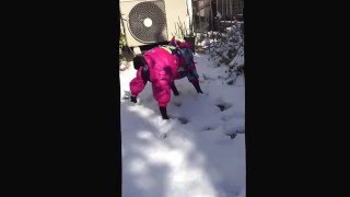 パグ 雪の冷たさにやられる