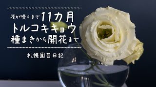 2021-2022トルコキキョウ種まきから開花まで／札幌園芸日記