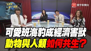 可愛班海豹成經濟害獸 動物與人類如何共生？｜范琪斐的寰宇漫遊 20201119