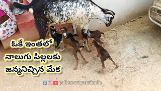 ఒకే ఈతలో నాలుగు పిల్లలకు జన్మనిచ్చిన తల్లి//palletoori yatrikudu