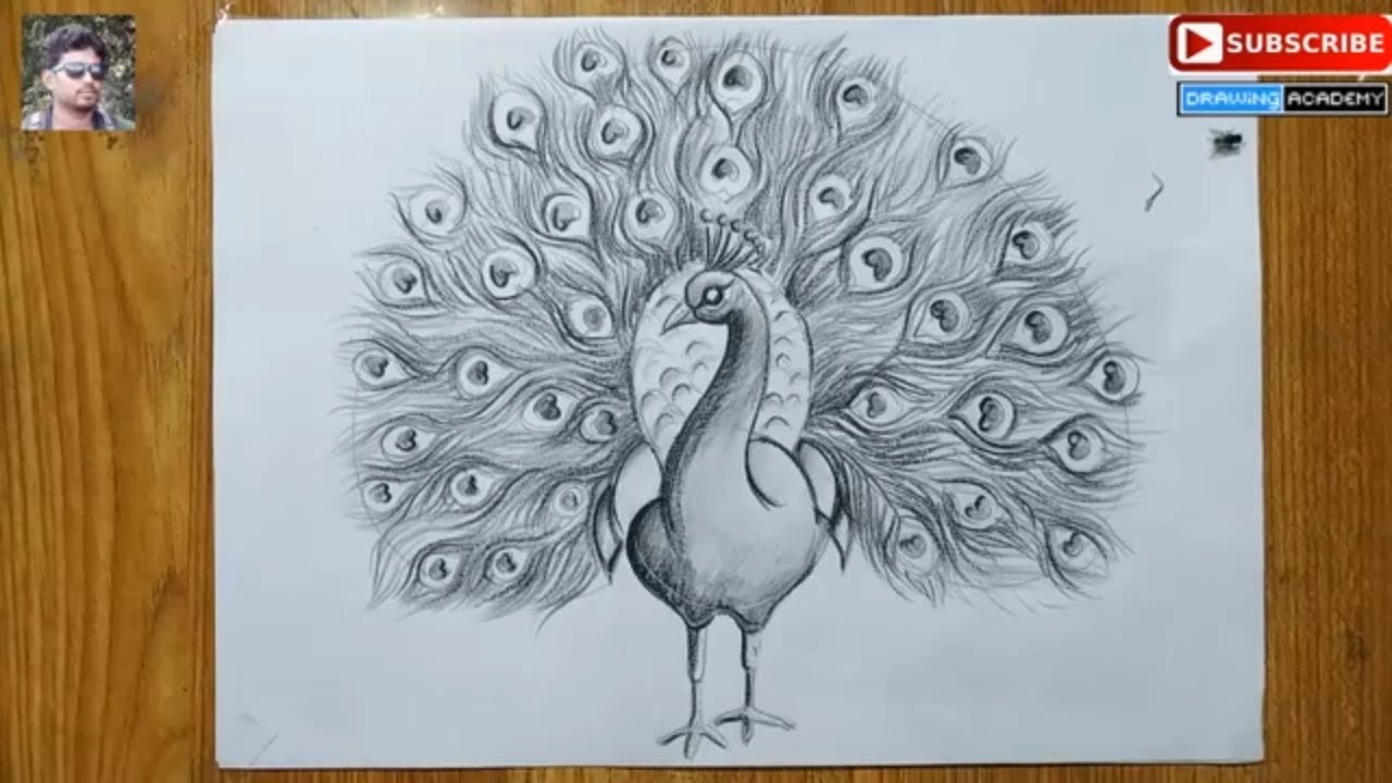 How To Draw A Peacock Step By Step In Easy Pencil Sketch Drawing For ...