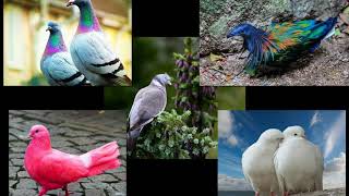 ~ Beautiful pigeon birds - Icon of peace !