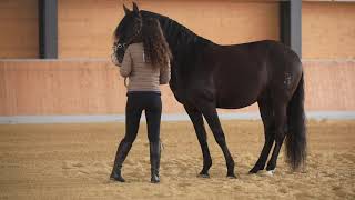 How to train your horse in walk and stand?