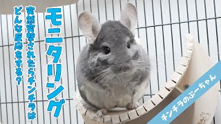 【モニタリング】部屋んぽの時間じゃないのに突然飼い主が突撃したらチンチラはどんな反応をする？