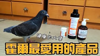 【精鵡瘋雲】寵物鴿霍爾最愛用的產品！霍爾的腳可以正常走動嘍！（多利勝金勁油/多利勝酚愛精油/多利勝霸天錠）ft.耐翔購