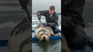 How One Rescuer Changed This Seal’s Life – See the Incredible Outcome! @Edu-mama