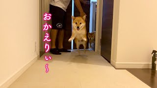 少し離れただけなのに何年振りかのようなお出迎えをしてくれる柴犬が可愛すぎる！