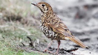 thrush bird in the mood of  dancing