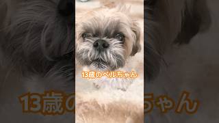 【シーズー】13歳の全力おねだり #shorts #シーズー #シニア犬 #shihtzu