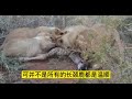 幼崽长颈鹿惨遭狮群猎杀，下一秒暴怒的长颈鹿妈妈踩死了狮子，镜头记录全过程