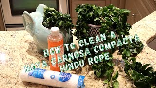 How to Clean a Hoya Carnosa Compacta Hindu Rope