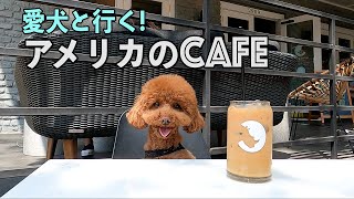 スーパーシャイなトイプードルがカフェ活した結果【モグラになる】