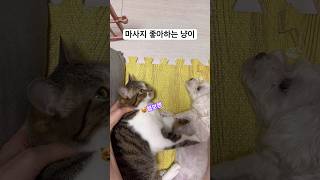 #마사지 받는 #고양이