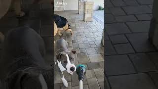 كلاب مضحكة 😂😂Funny dogs #Shorts