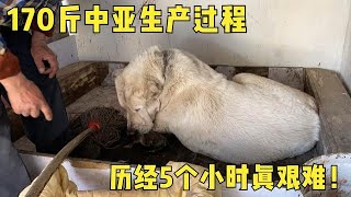 170斤中亚生产全过程，历经5个小时真艰难，猜猜能生几个