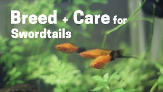 How To Breed + Care for  Swordtails (Easy and Simple)