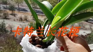 orchid兰花185.如何促使卡特兰长花梗及陶粒种植10/25/2020