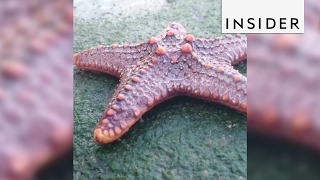 Starfish have tiny feet that propel them across the ocean floor