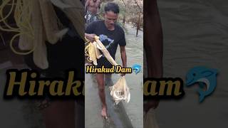 ହୀରାକୁଦ ଡ୍ୟାମ ରେ ପ୍ରବଳ ମାଛ ଧରା #hirakuddam #fishing #viralvideo #viralshorts #shorts #short #vlog