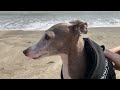 犬生初めての海！初めて海を見た犬の反応は！？【イタグレ】