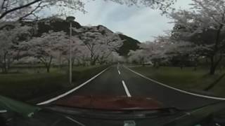 【360°動画】奈良県下北山村、きなりの郷の桜のトンネルを通り抜ける