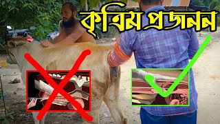 গরুর কৃত্রিম প্রজনন করার নিয়ম |Artificial insemination