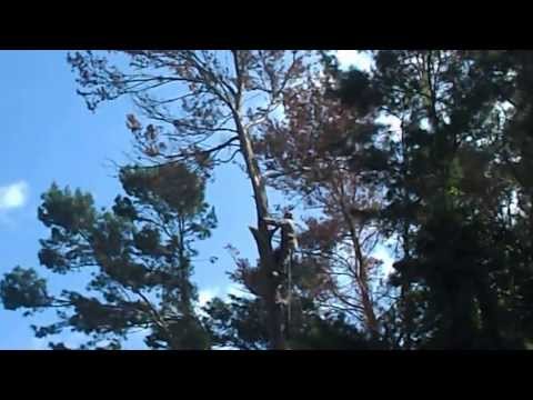 First Choice Tree Service Titusville Fl Tree Removal Micah Topping A Pine Tree First Choice Tree Service Titusville Fl Tree Removal Micah Topping A Pine Tree