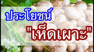 เห็ดเผาะ ประโยชน์และสรรพคุณของเห็ดเผาะ