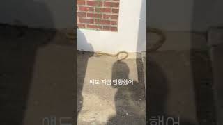 주차장에 뱀이? #꽃뱀 #유혈목이 #일명화사 #독있어요