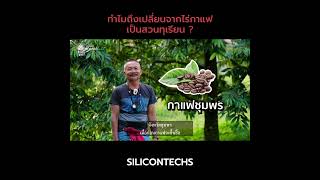 ทำไมถึงเปลี่ยนจากไร่กาแฟ เป็นสวนทุเรียน ?  | สวนทุเรียนฅนทรายขาว ชุมพร [2/13] | คลินิกเกษตรพลัส+