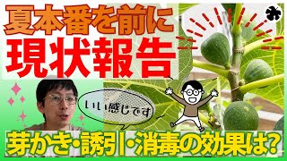 【イチジク】初夏！夏果・秋果の現状報告！沢山収穫出来そうな予感！？（育て方）