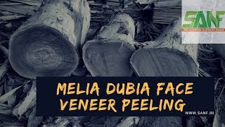 (SANF) MELIA DUBIA FACE VENEER PEELING (GAUTAM KADAM’S)