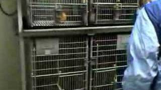 Oregon Primate Center cleaning the pans below cages