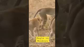 Eagle vs Monkeys | in a Big Fights #oddly #Fighting #satisfying sounds #Monkeys #short